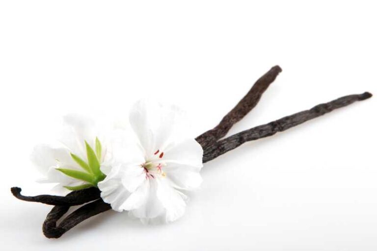 Lo que nunca te contaron de la vainilla